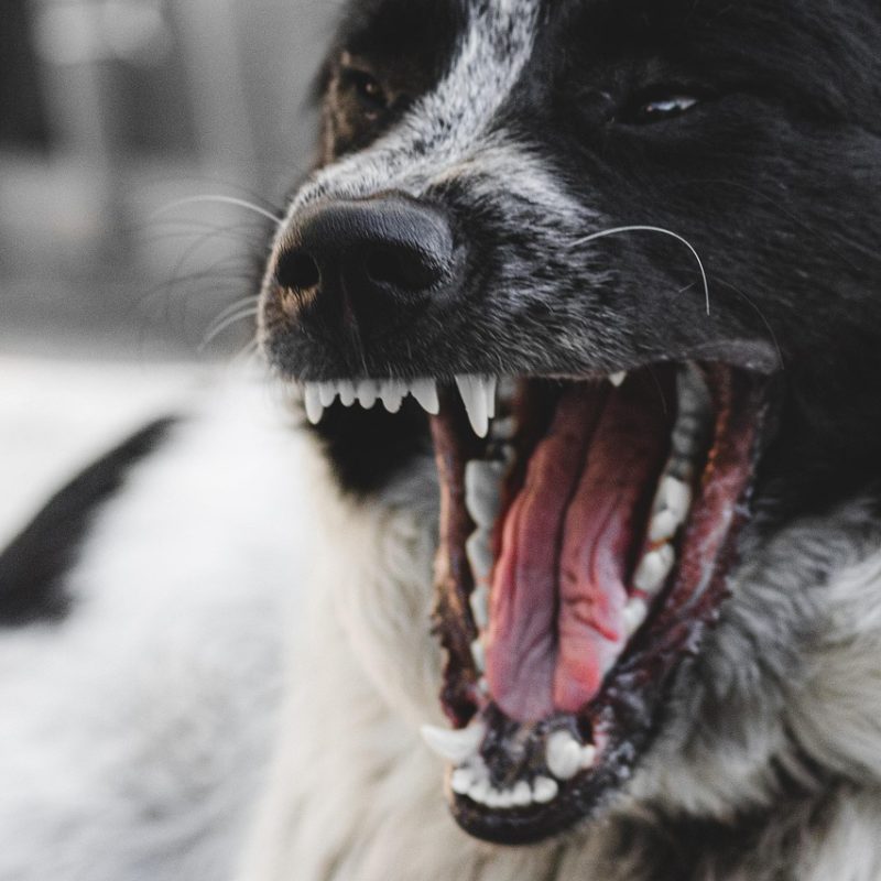 dog, angry, teeth, pet, nature, animal, domestic dog, mammal, first floor, yawn